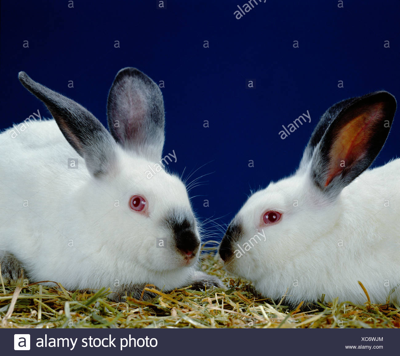 Californian Rabbit High Resolution Stock Photography and Images - Alamy