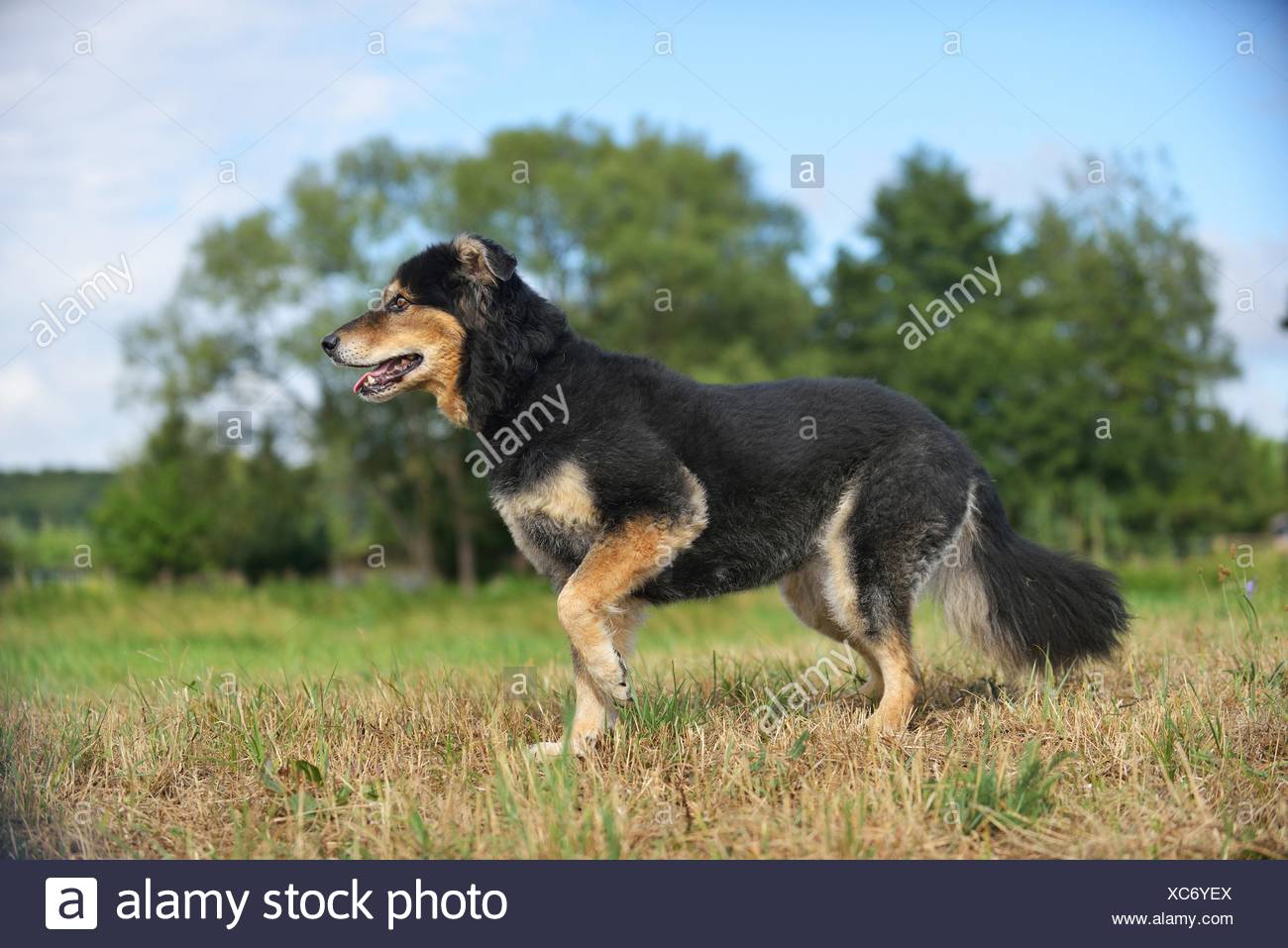 german herding dog