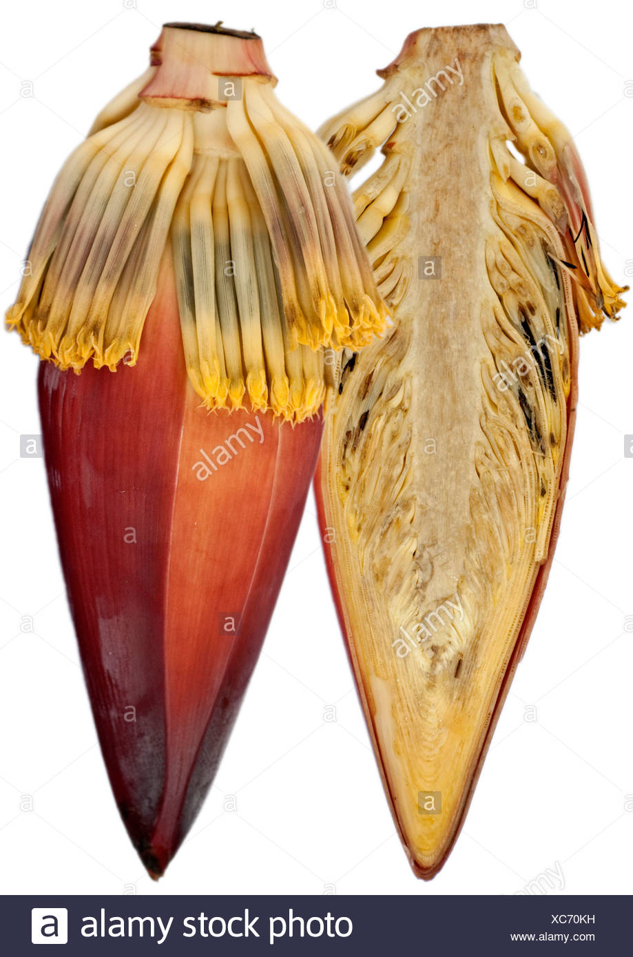 Parts Of Banana High Resolution Stock Photography and Images Alamy