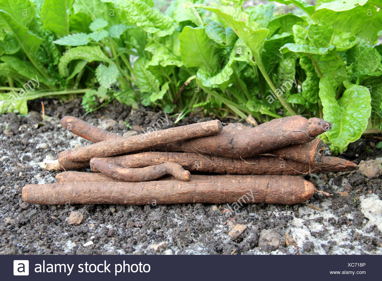Garten Schwarzwurzel Stock Photos Garten Schwarzwurzel Stock