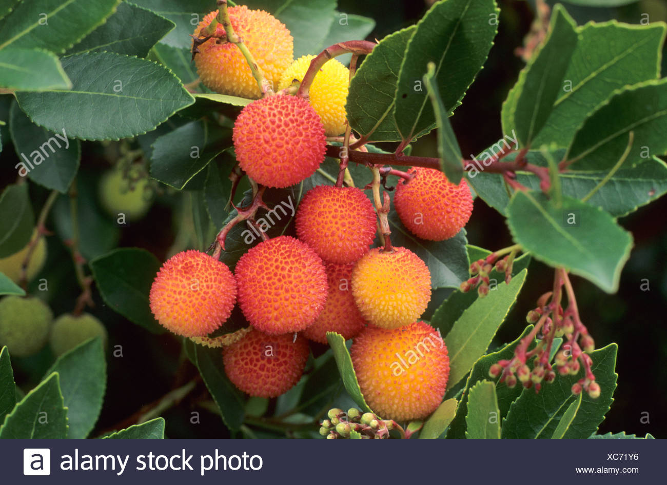 Arbutus Unedo Red Orange Fruits Berries Autumn Strawberry Tree Fruit Berry Stock Photo Alamy