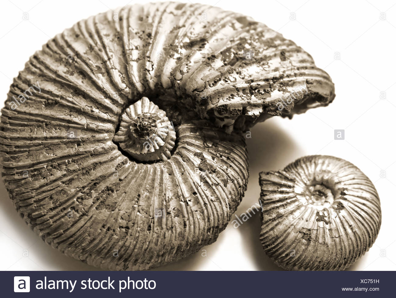 where are ammonite fossils found where are ammonite fossils found