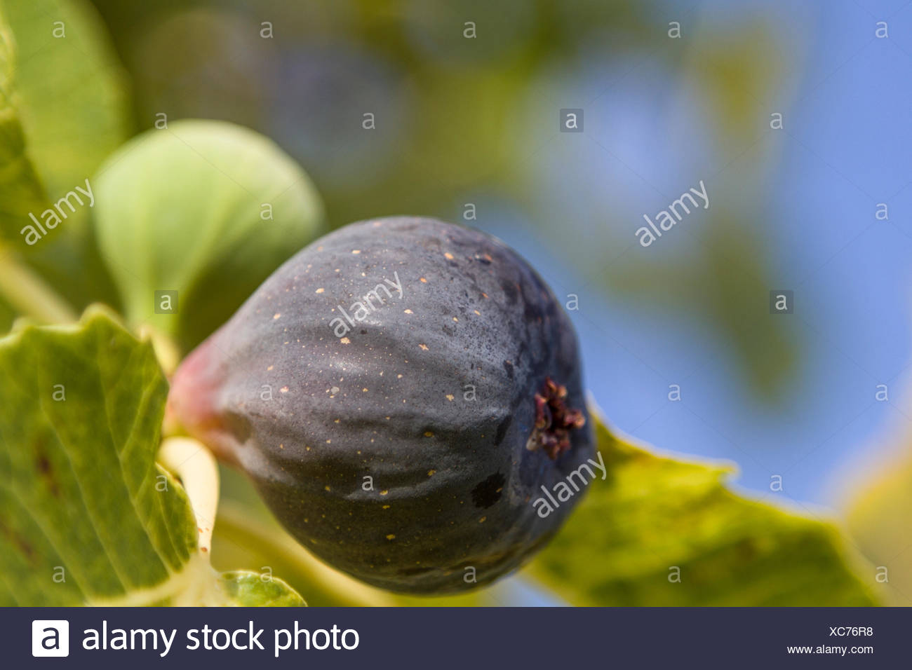 Reife Feige Am Baum Stock Photo 282900780 Alamy