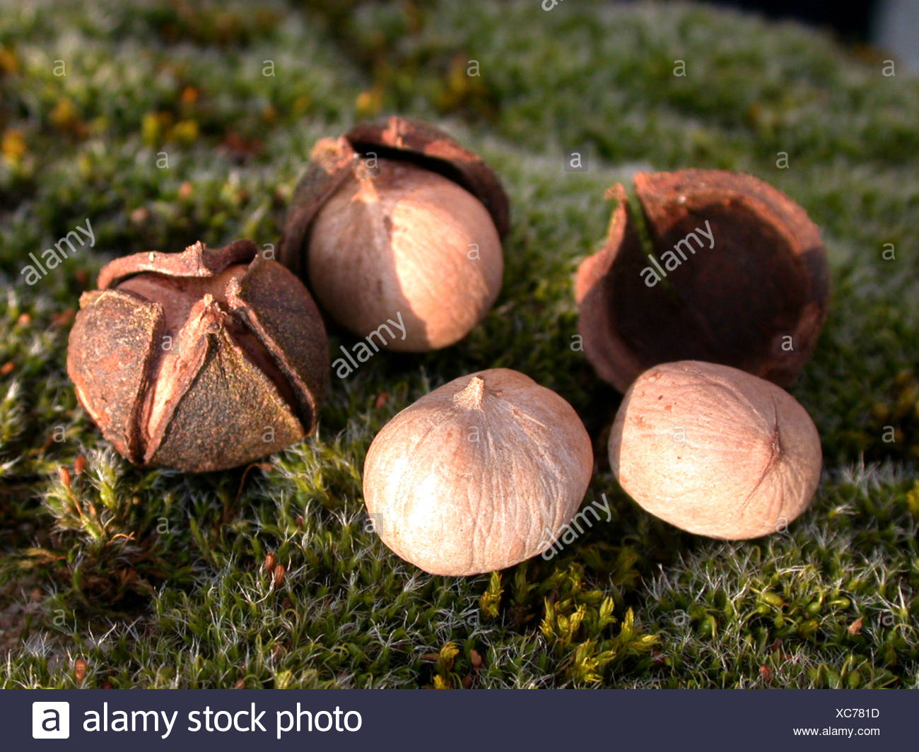 Bitternut Hickory High Resolution Stock Photography and Images Alamy