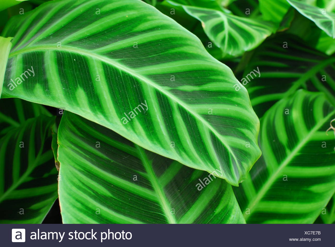 Dark Green Leaves Of Indoor Plant Having Pattern Stock Photo Alamy