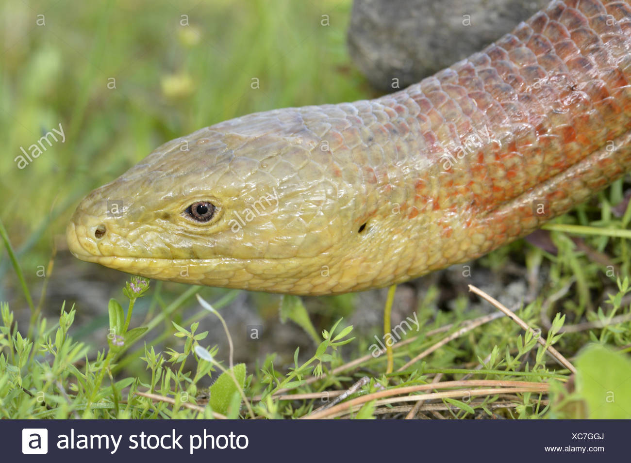 Glass Lizard High Resolution Stock Photography and Images Alamy