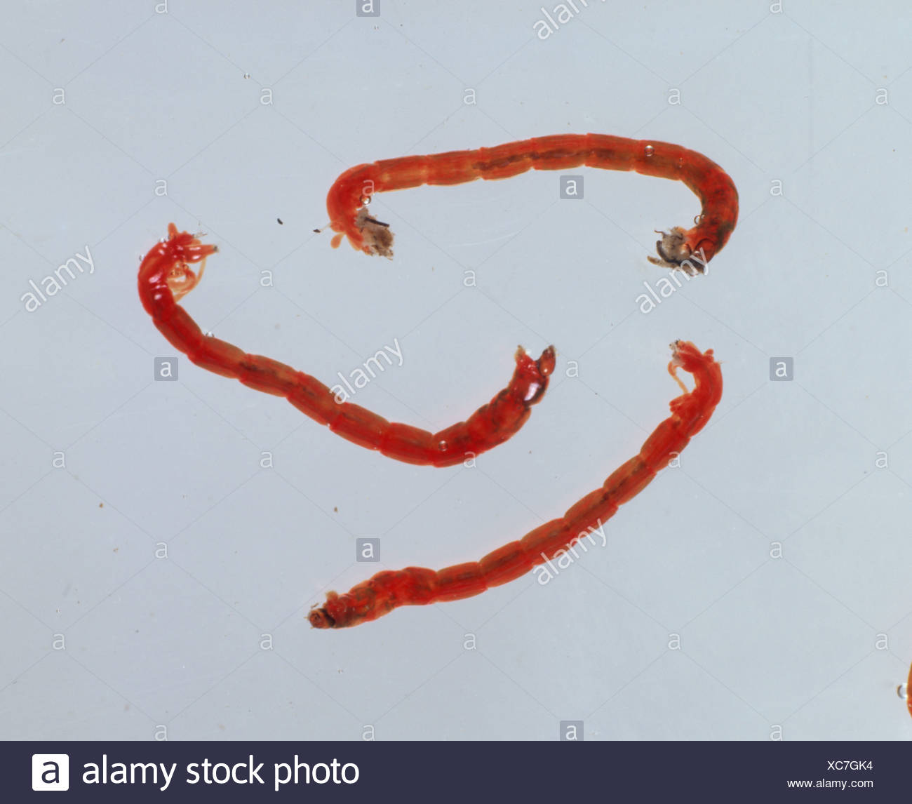 Chironomid High Resolution Stock Photography and Images - Alamy