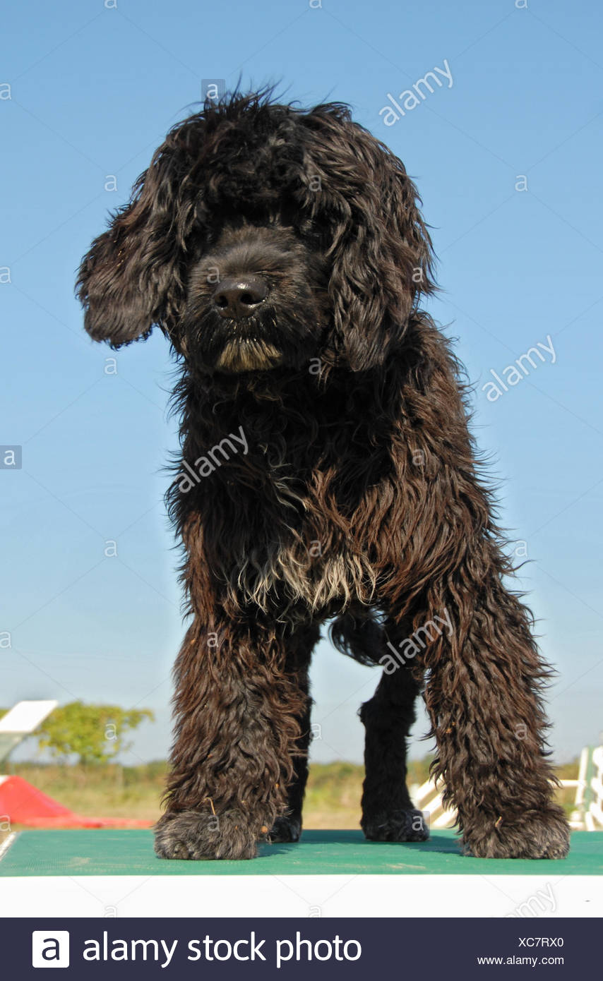 Dog Puppy Portuguese Water Beautiful Beauteously Nice Animal Pet Black Swarthy Stock Photo Alamy