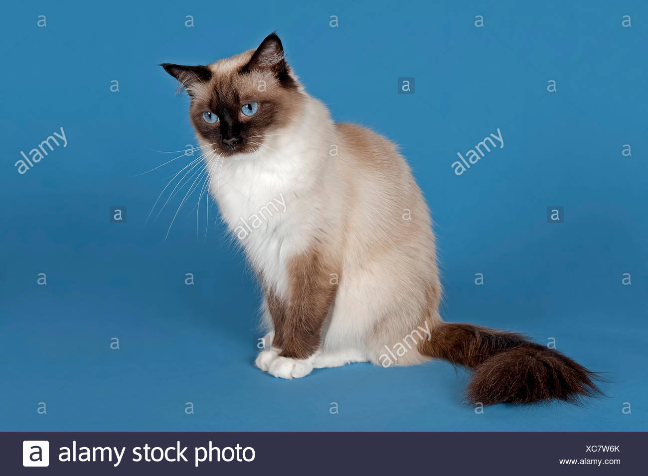 seal mitted ragdoll