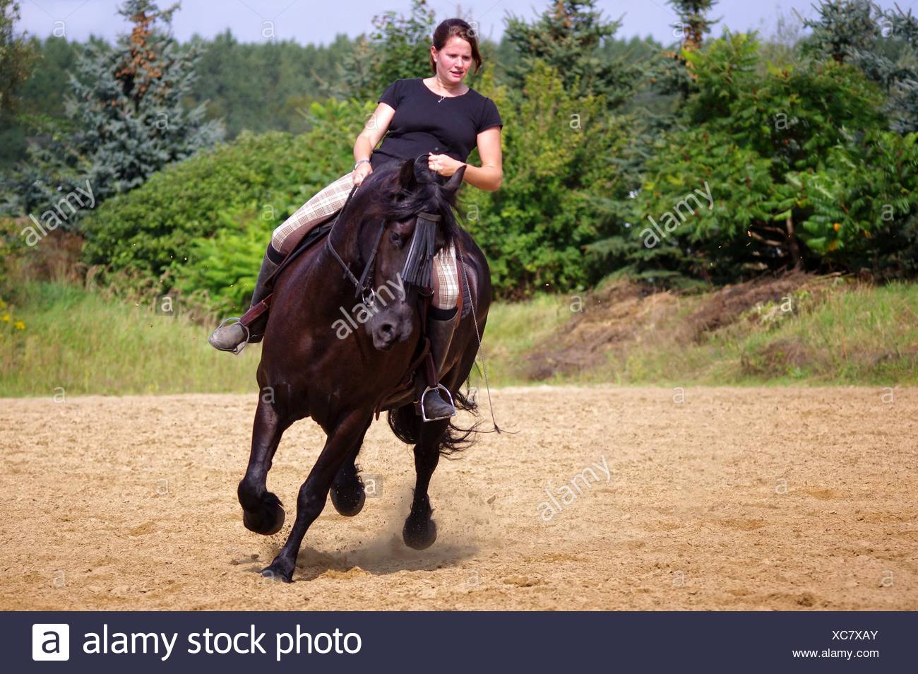 Horse-riding on the Frisian Pferd in summer - Stock Image.