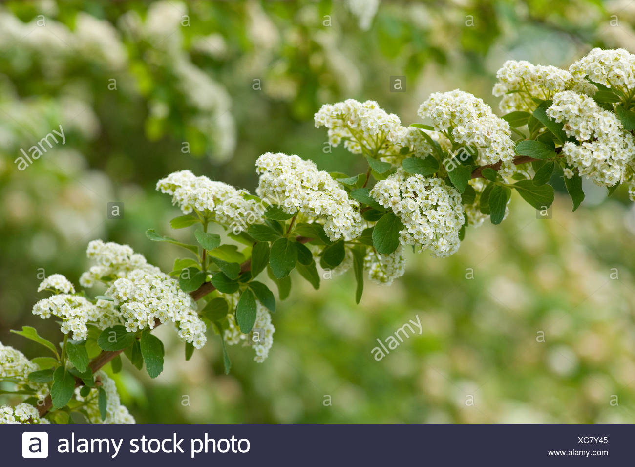 Spirea Nipponica Snowmound Easy To Grow Compact Shrub With