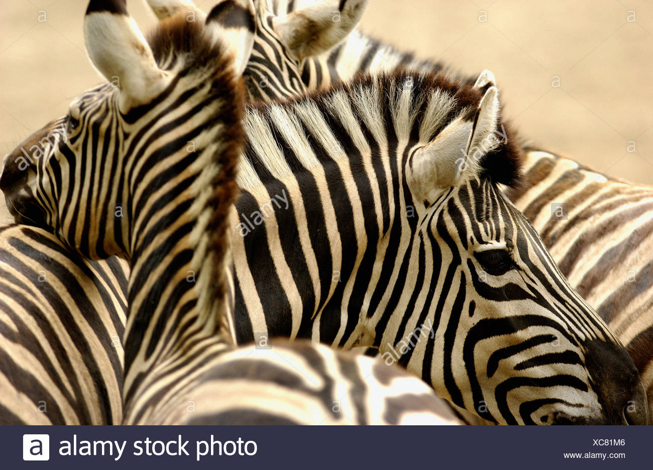 The Three Species Of Zebra Stock Photos & The Three Species Of Zebra