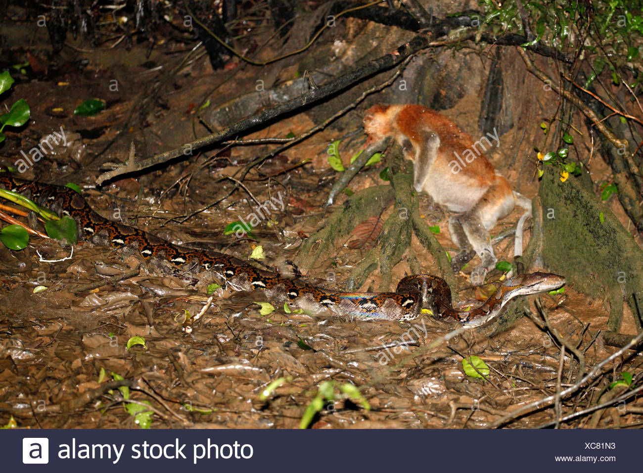 Python Prey High Resolution Stock Photography and Images - Alamy