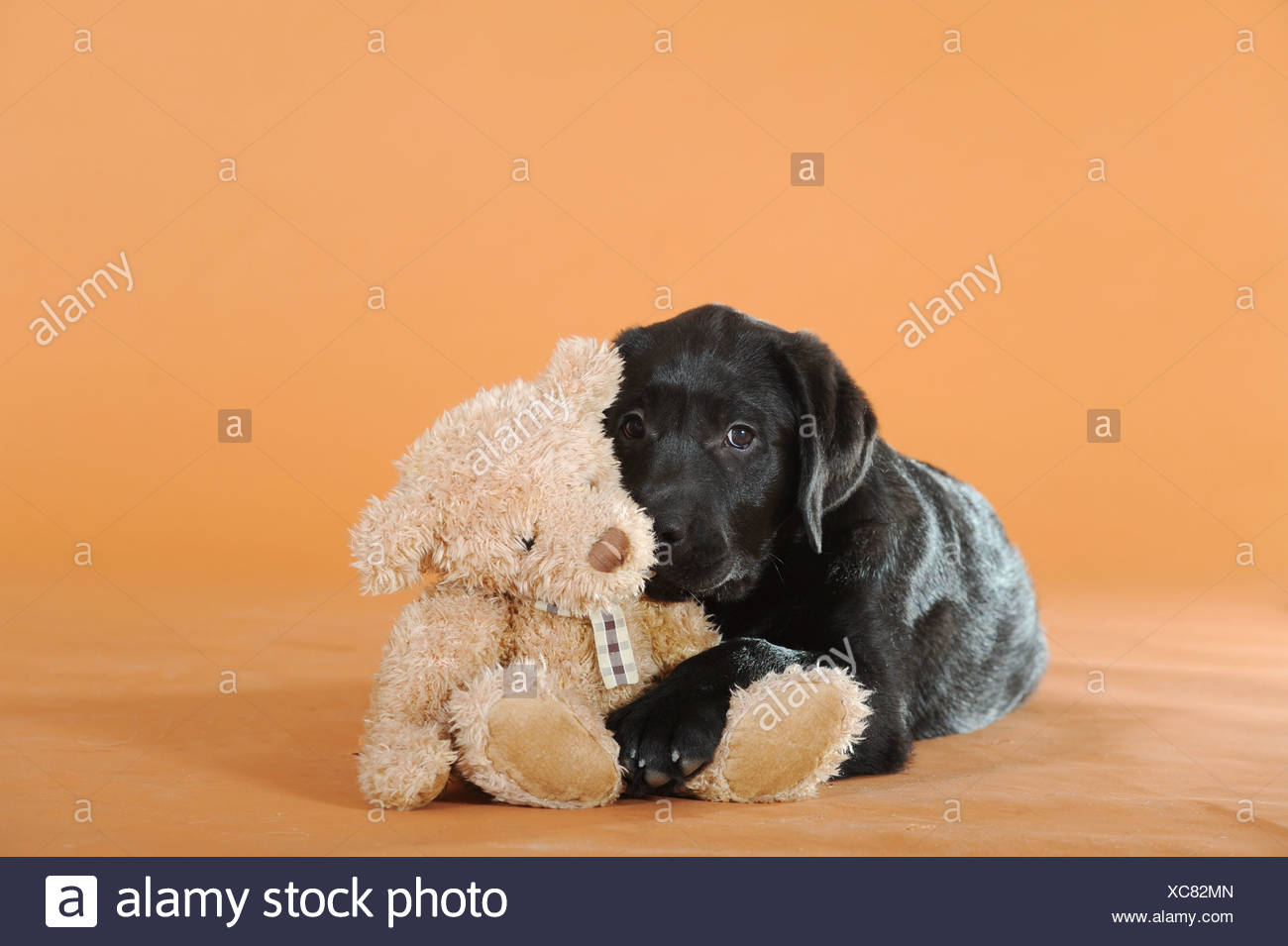 black labrador teddy