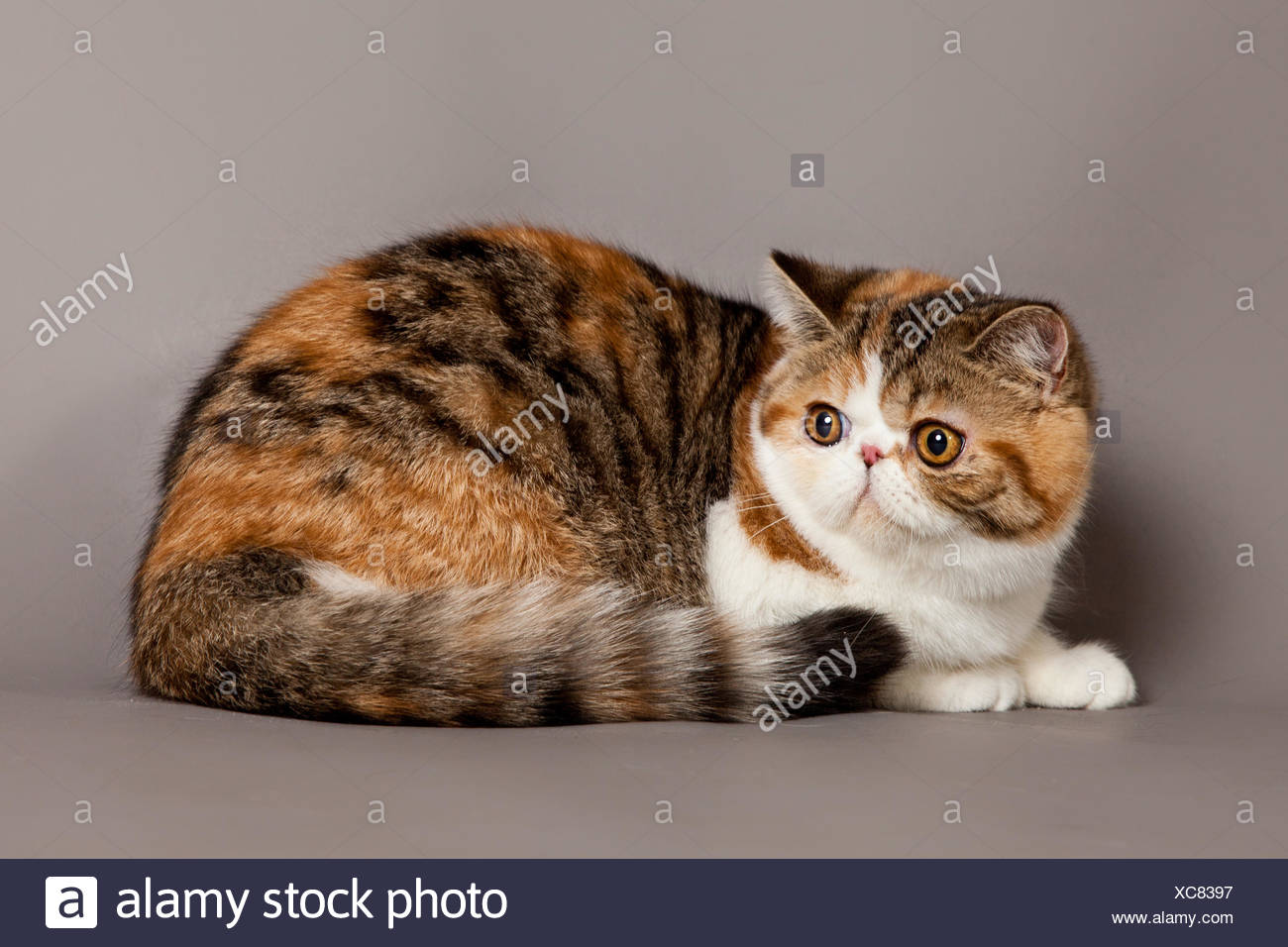 Exotic Shorthair Cat Persian Cat On Grey Backgrou Stock Photo
