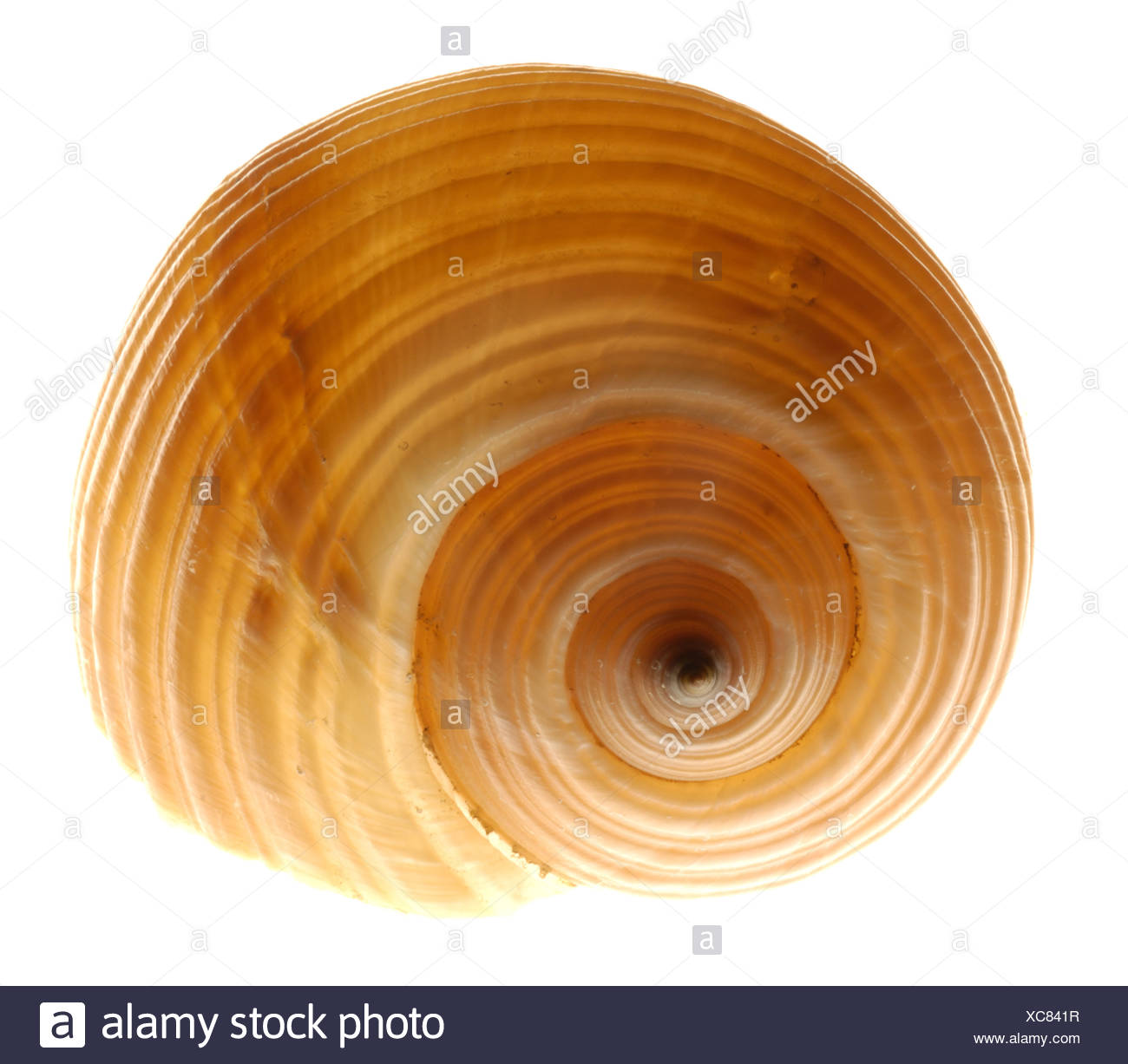 Snail-shell Stock Photo