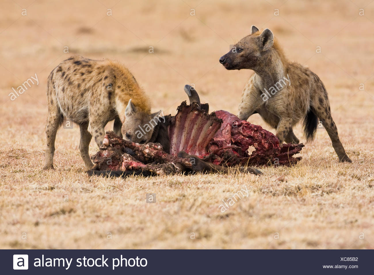 Hyena With Prey Stock Photos & Hyena With Prey Stock Images - Alamy