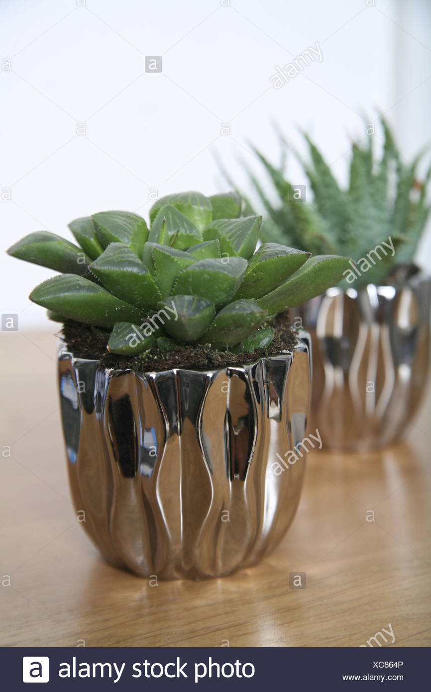 Flowerpot Succulents Indoor Plant Green Pot Holder Metal