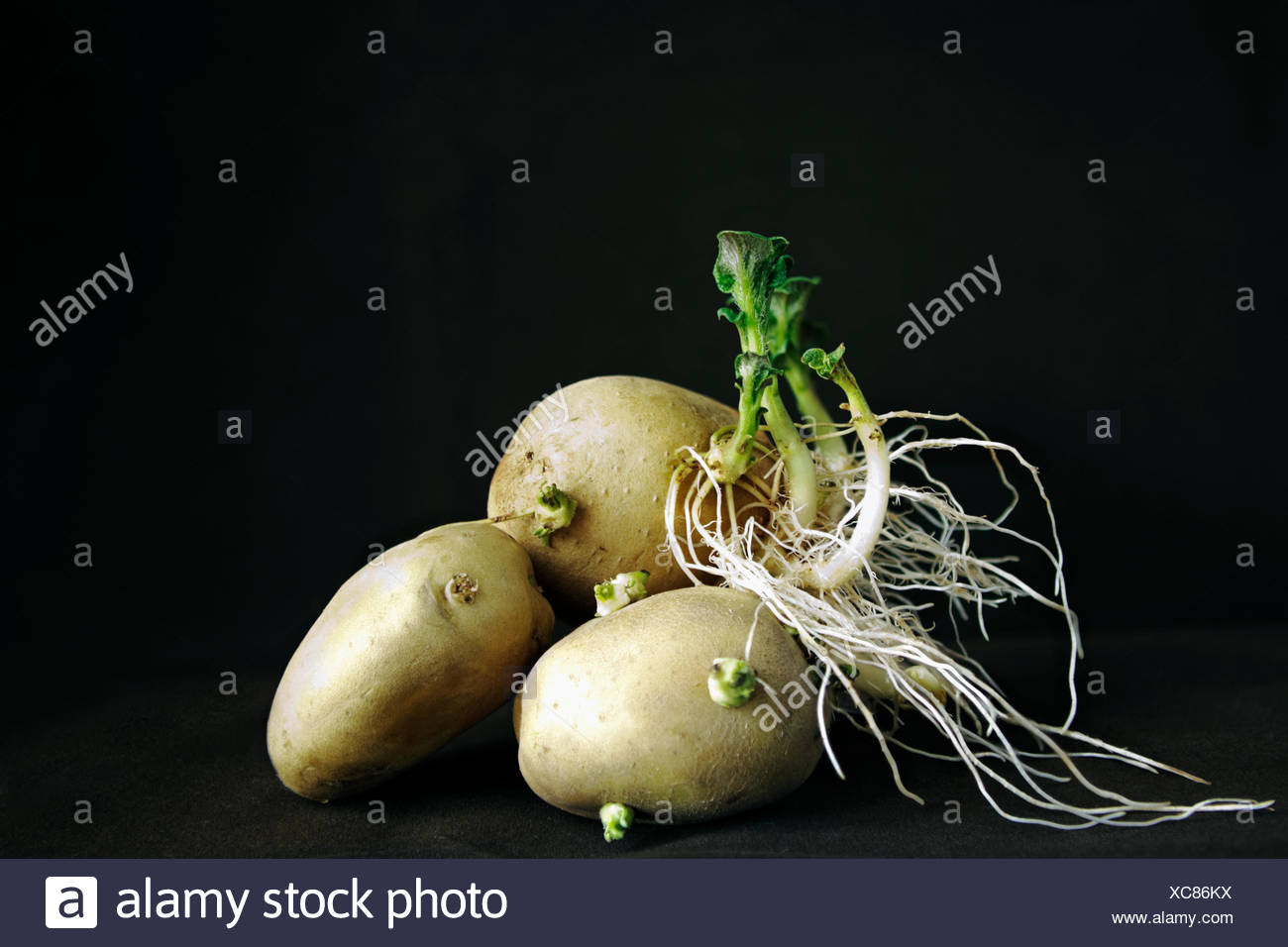 Проращивать картофель в темноте или на свету. Прорастание клубней картофеля. Проросший картофель. Клубень картофеля. Картошка с ростками.
