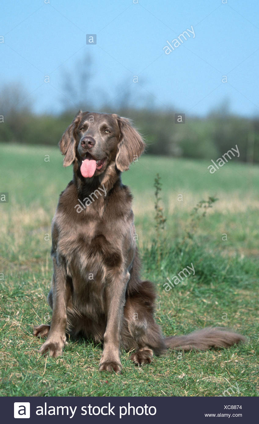 Long Haired Weimaraner Stock Photo 282923848 Alamy
