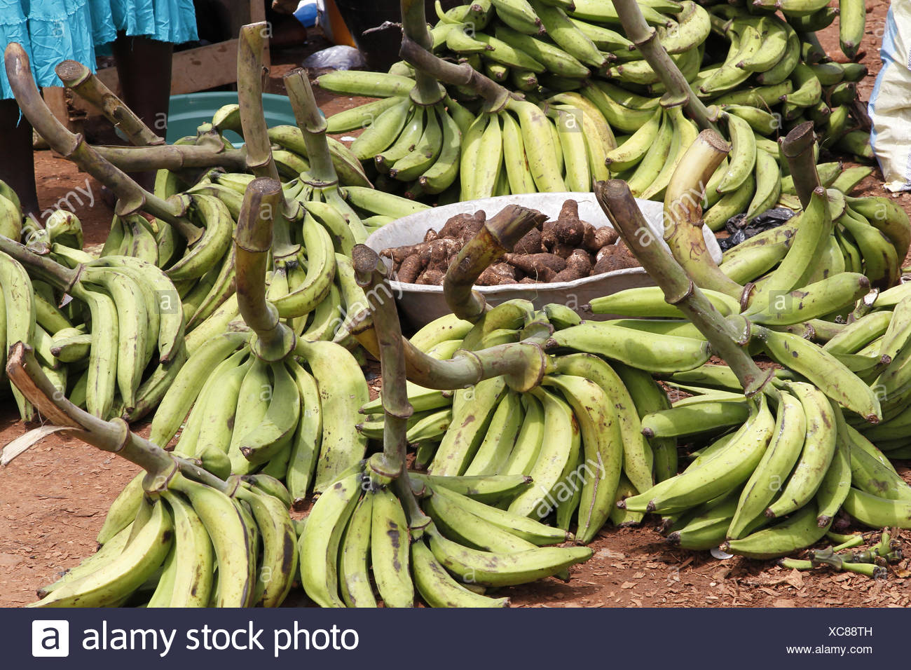 Plantain Ghana High Resolution Stock Photography and Images Alamy