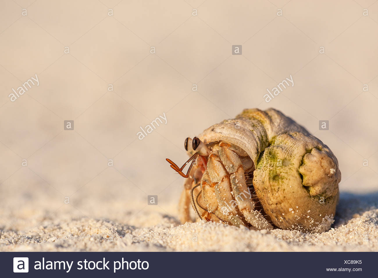 Crab Hiding High Resolution Stock Photography and Images Alamy