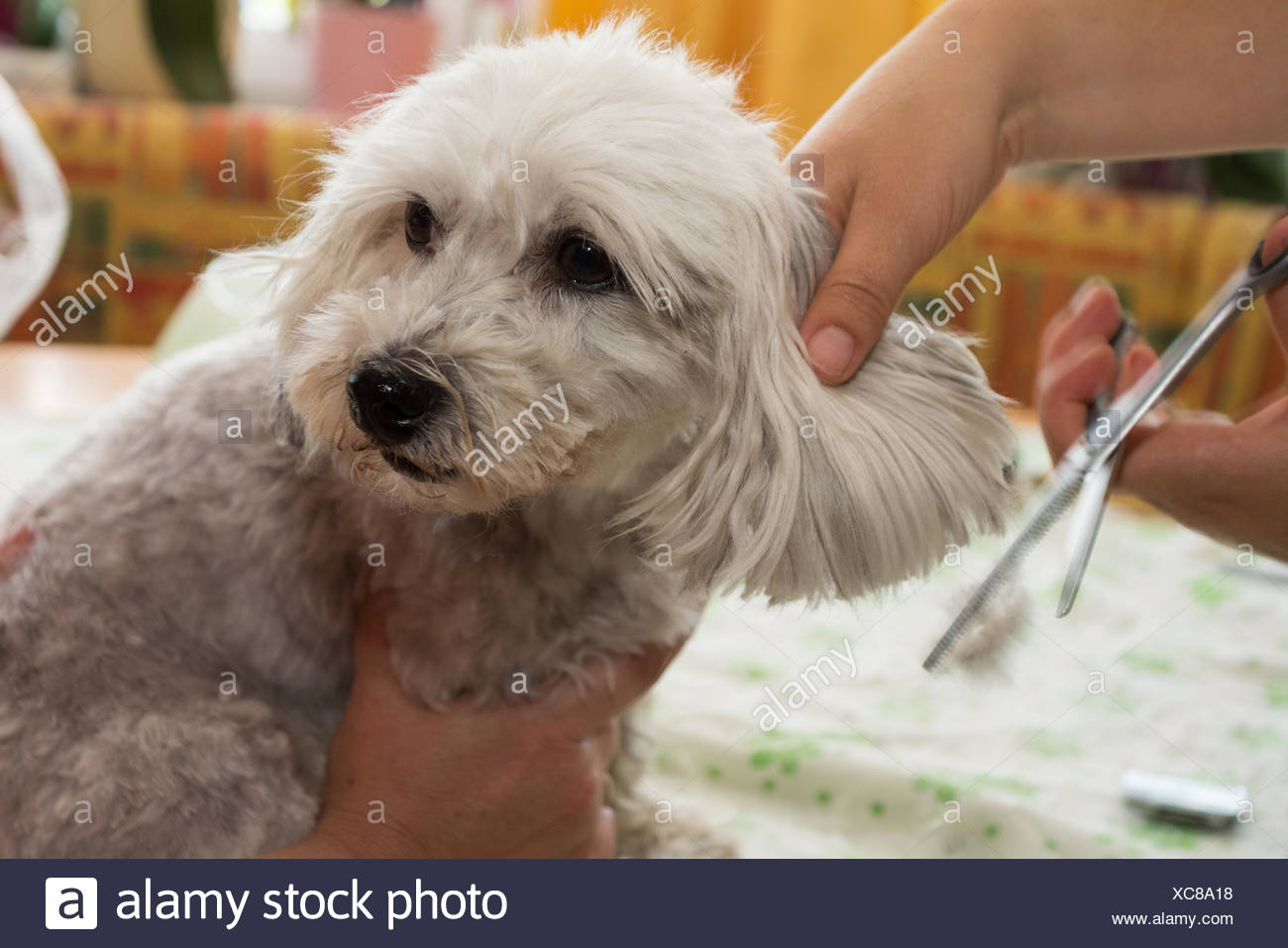 Dog Hairdresser Cuts Small Dog S Coat Stock Photo 282925252 Alamy