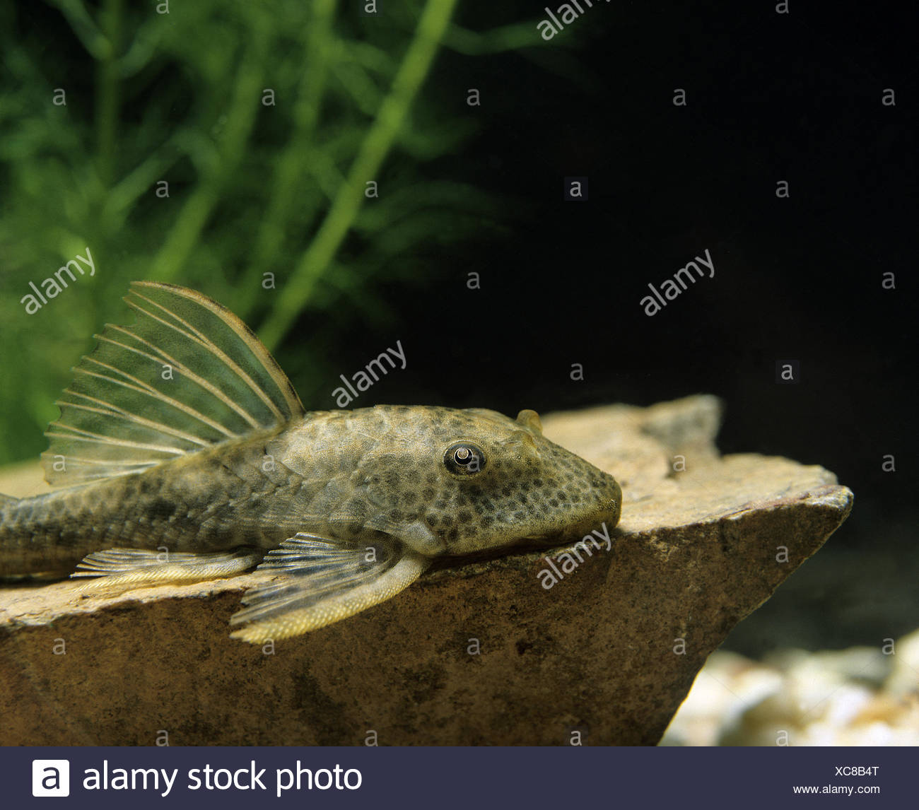 Common Pleco Hypostomus Punctatus High Resolution Stock Photography and