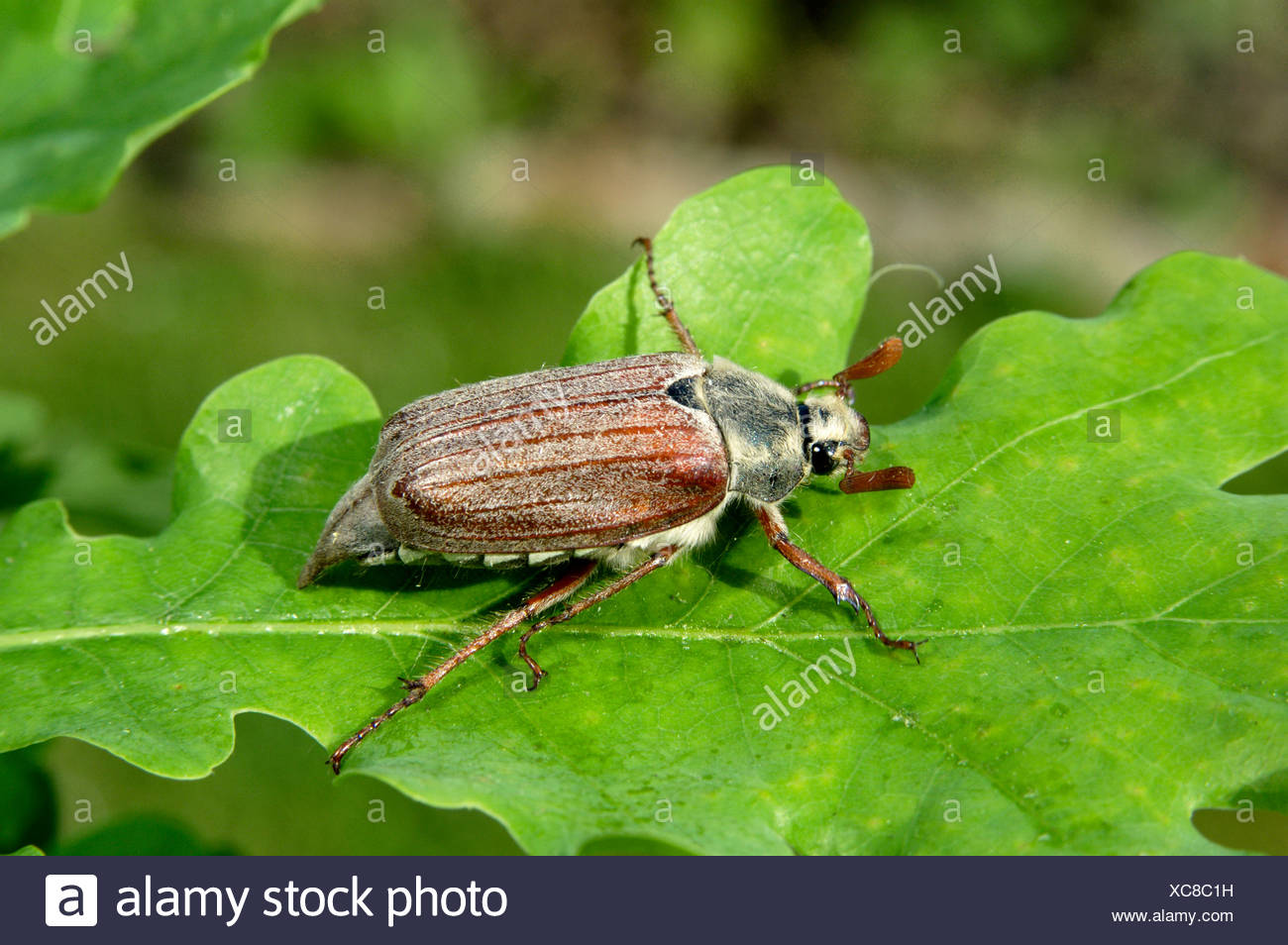 Cockchafer - Melolontha melolontha Stock Photo