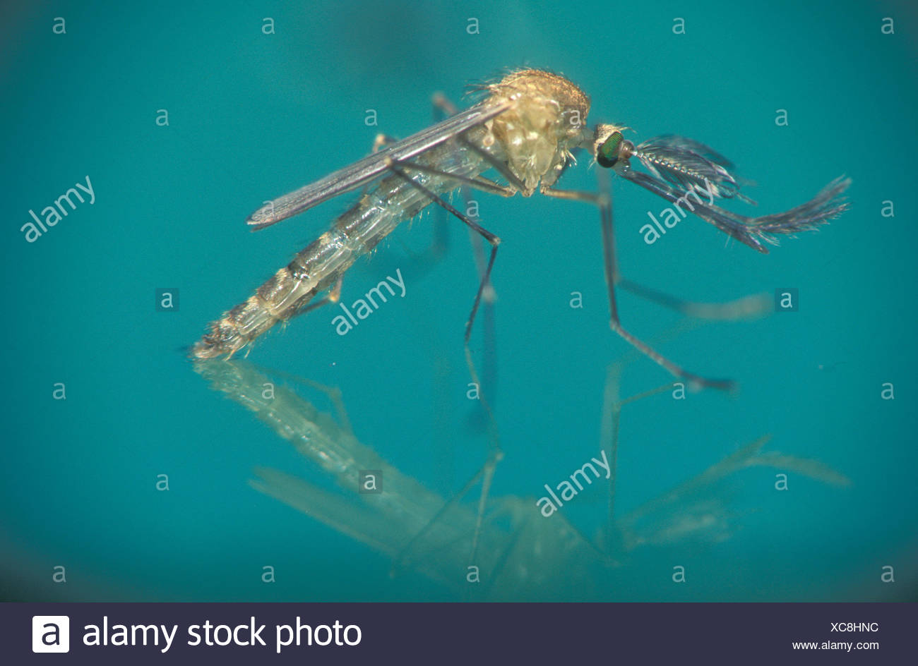 Culex Pipiens Larva High Resolution Stock Photography and Images Alamy