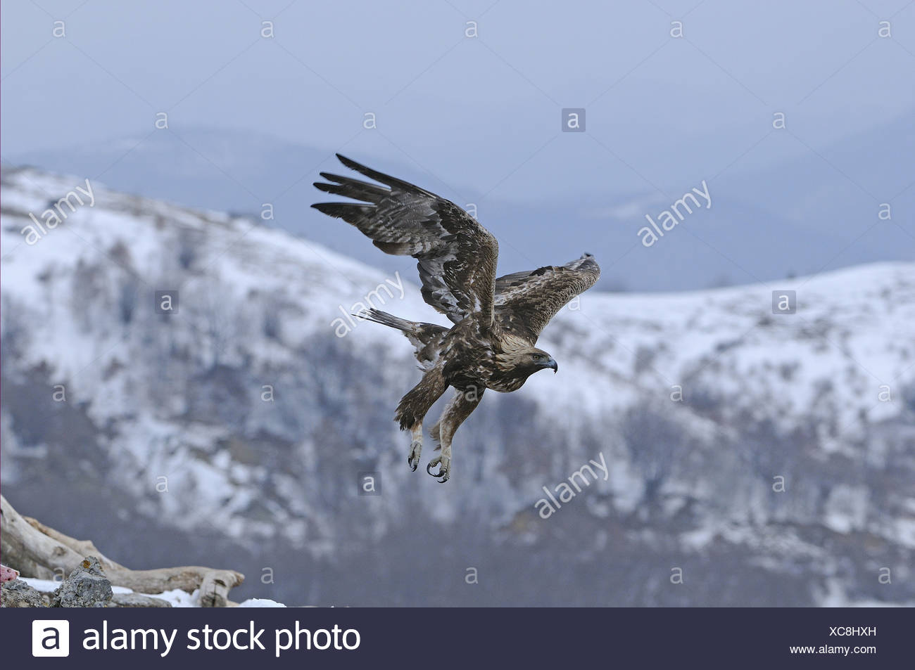 Golden Eagle Aquila Chrysaetos Adult In Flight Over Snow