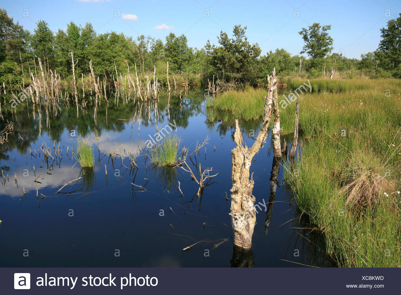Restoration Of Wetlands Former Peat Cutting Site Hagener