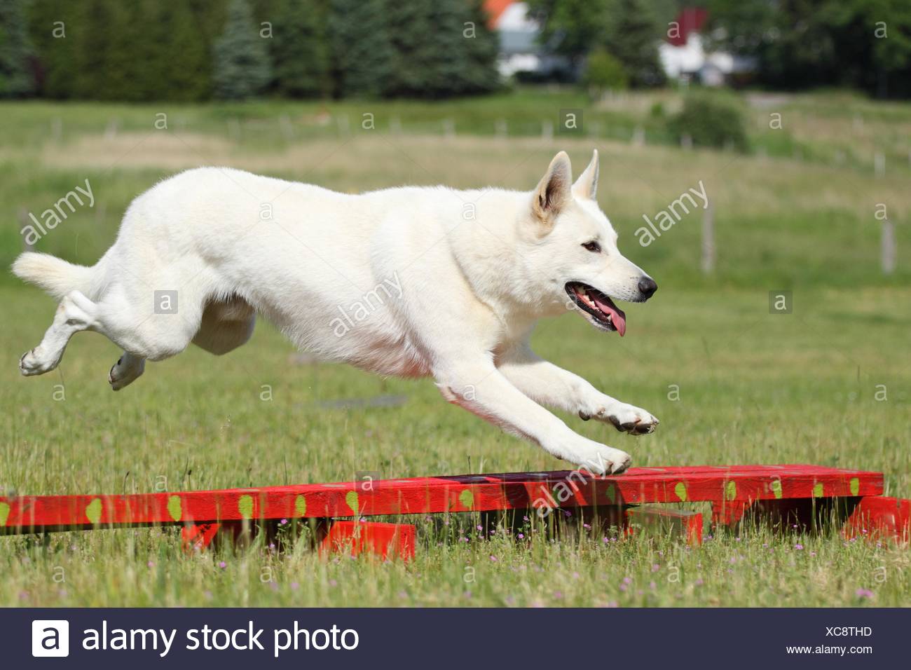 Dog Jumping Obstacle Course Stock Photos Dog Jumping