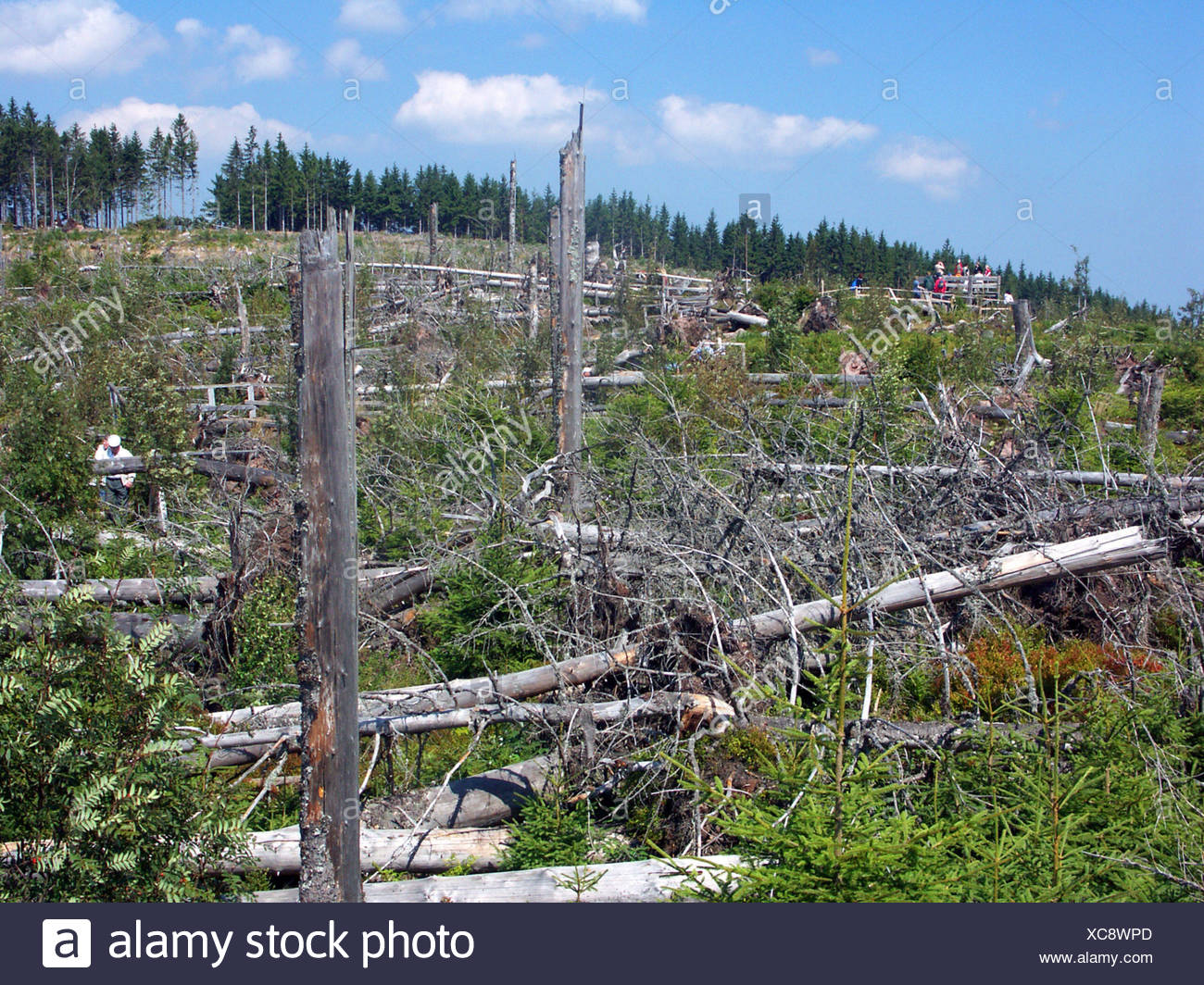 germany black forest missing persons