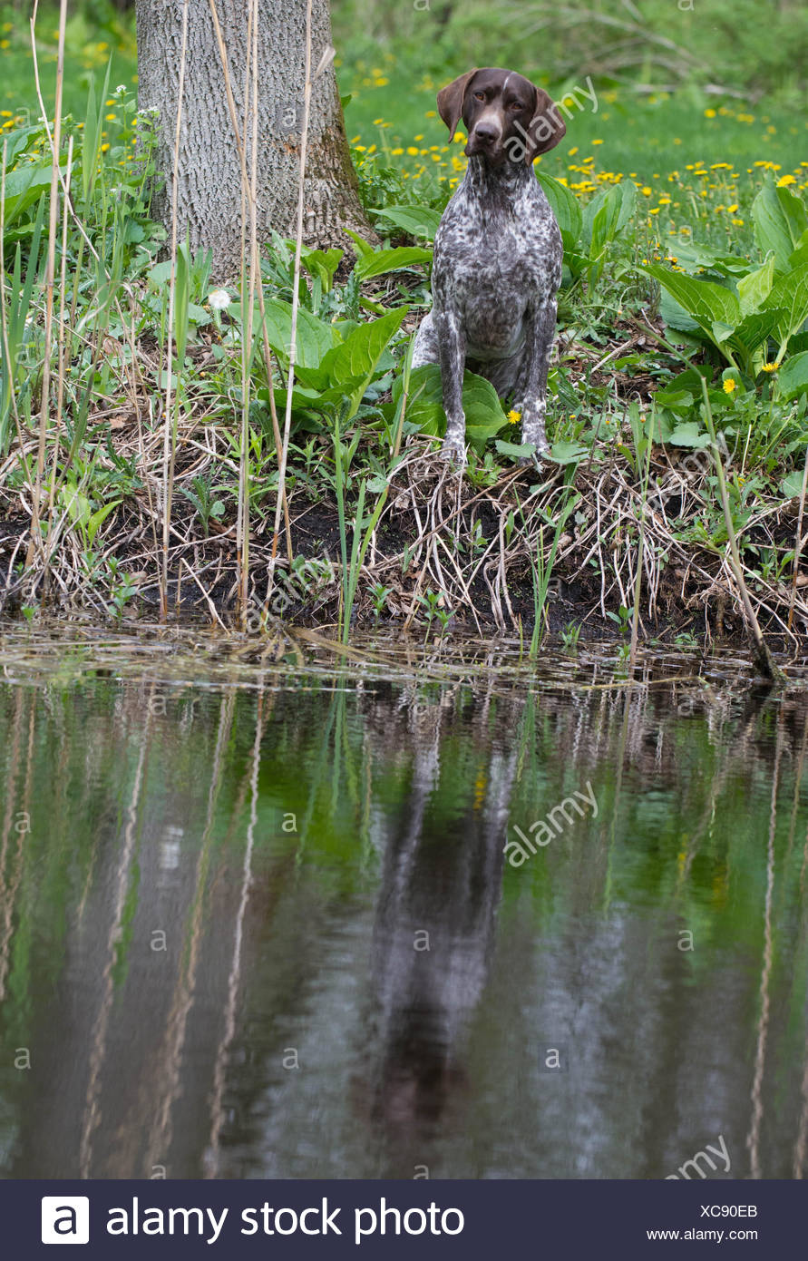 Hunting Dog German Shorthaired Pointer Sitting At The Water S