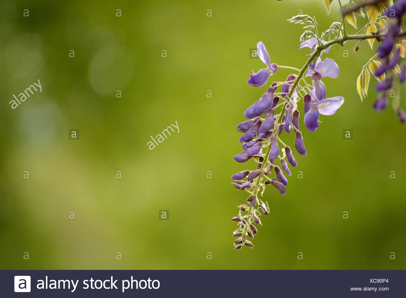 Flower Buds Wisteria Stock Photos & Flower Buds Wisteria Stock Images