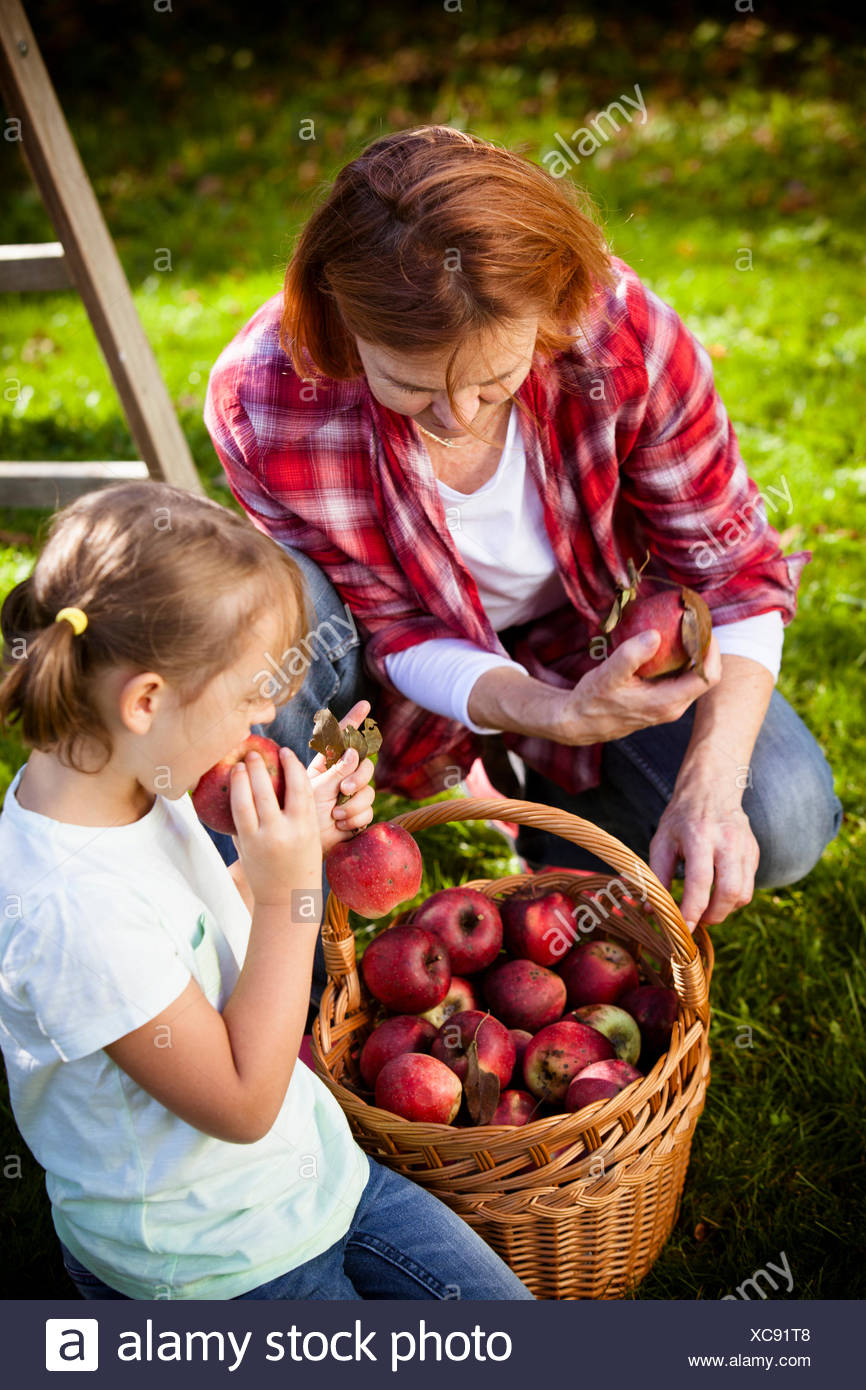 Apple Picking High Resolution Stock Photography and Images Alamy