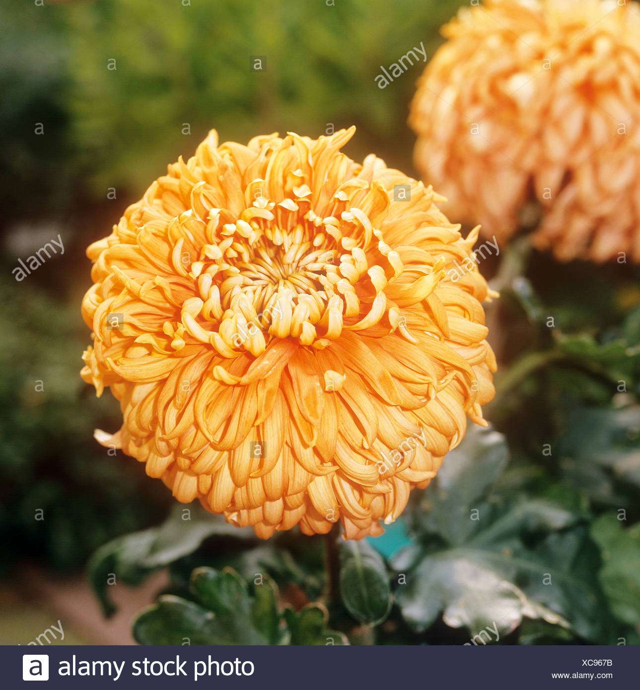 Chrysanthemum Grandiflorum Stock Photos & Chrysanthemum Grandiflorum