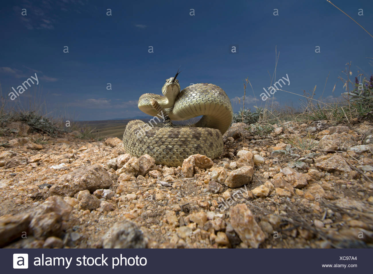 Rattlesnake Stock Photos & Rattlesnake Stock Images Alamy