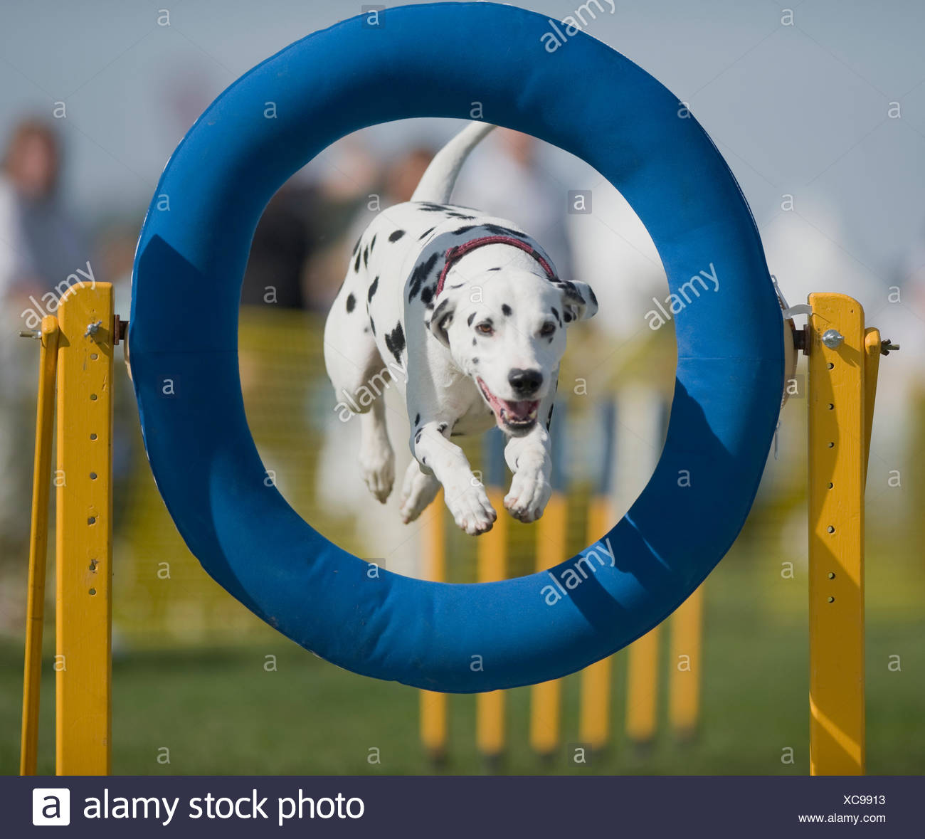 dalmatian agility
