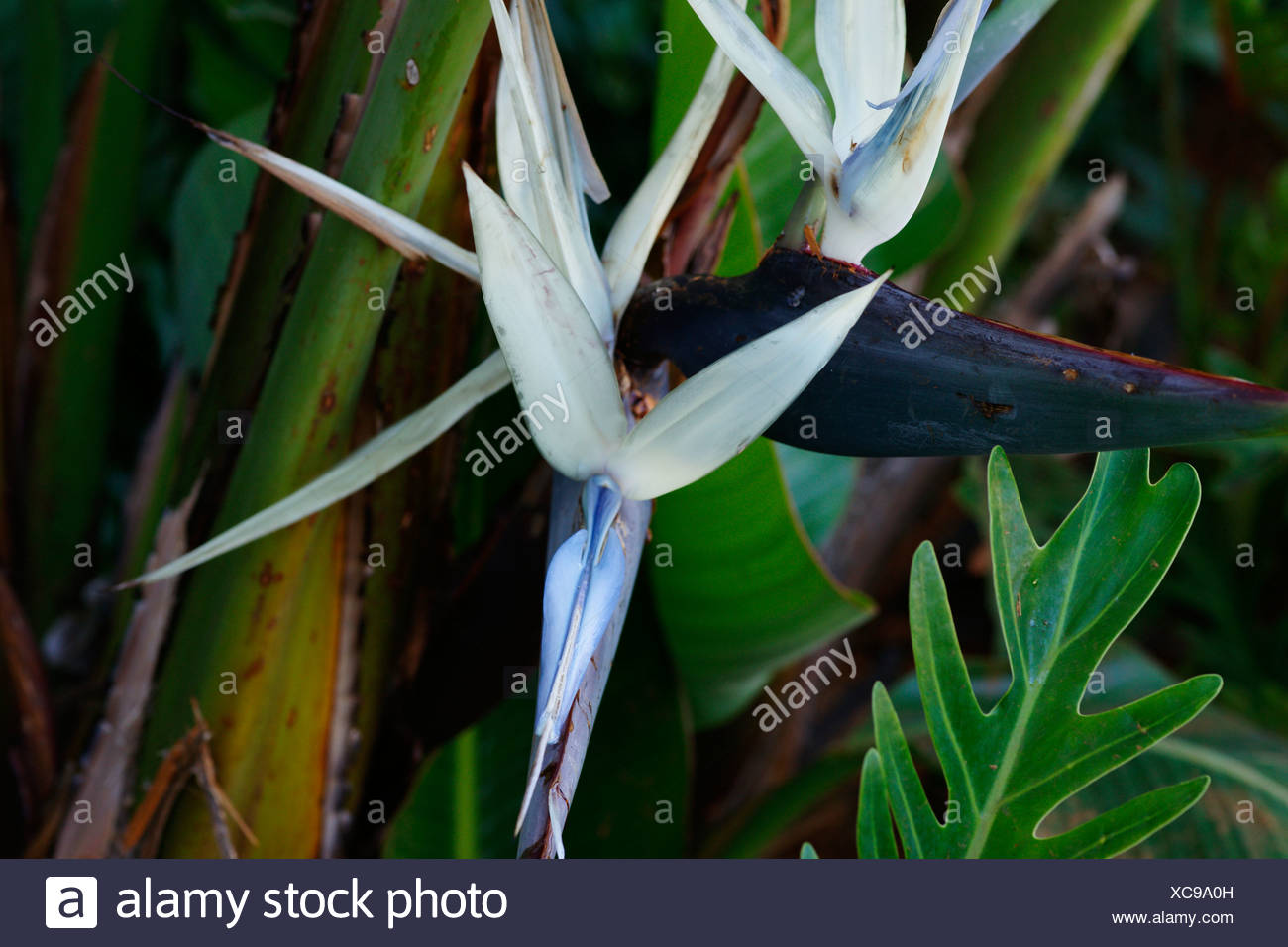 White Bird Of Paradise High Resolution Stock Photography And Images Alamy