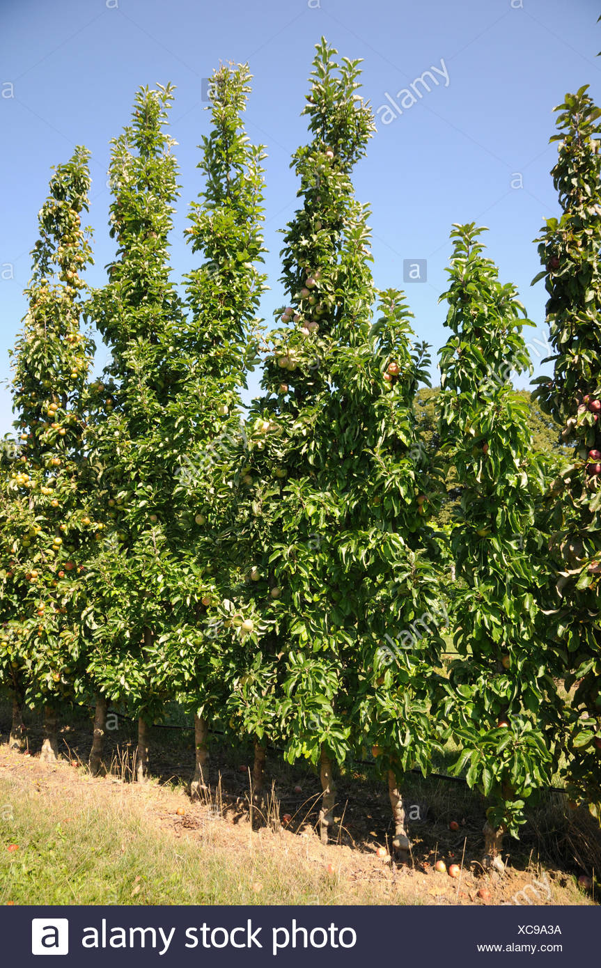 Columnar Fruit Trees High Resolution Stock Photography and Images Alamy