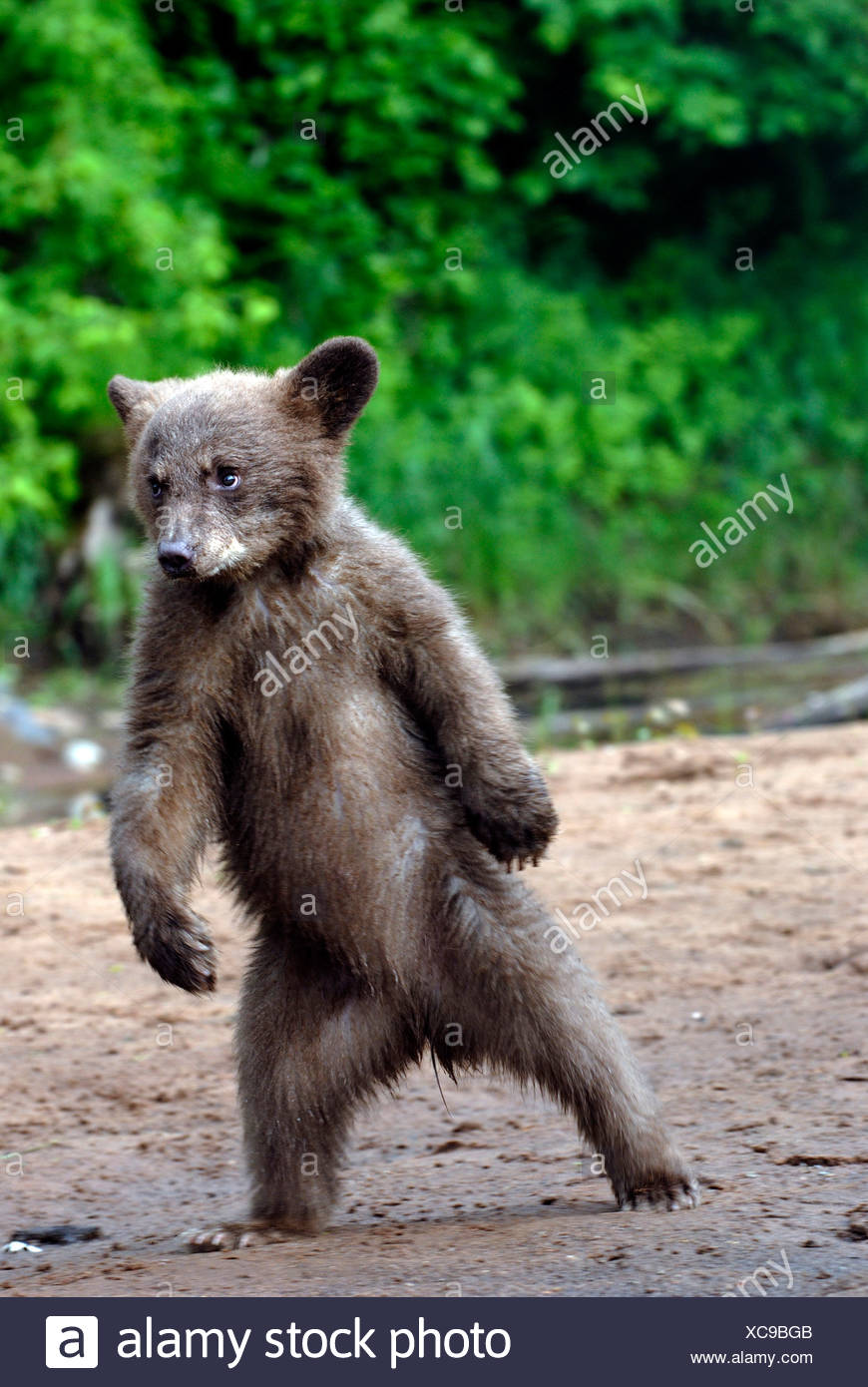 Black Bear Standing Upright On High Resolution Stock Photography and