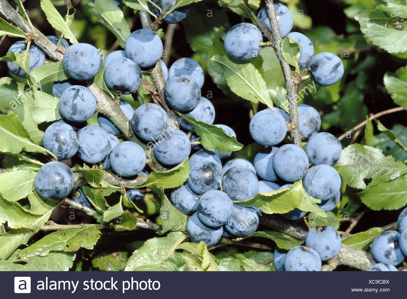 Shrub Bush Berries Inedible Black Thorn Blackthorn Prunus Spinosa Remedial Plant Stock Photo Alamy Shrub Bush Berries Inedible Black Thorn Blackthorn Prunus Spinosa Remedial Plant Stock Photo Alamy