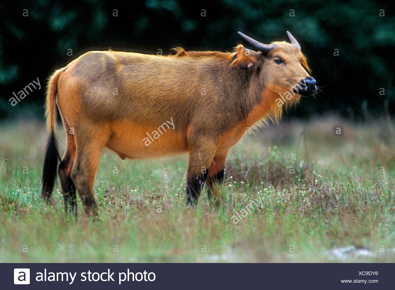 An African Forest Buffalo, Syncerus Caffer Nanus, In The Gamba Region Of  Gabon, Africa Stock Photo - Alamy