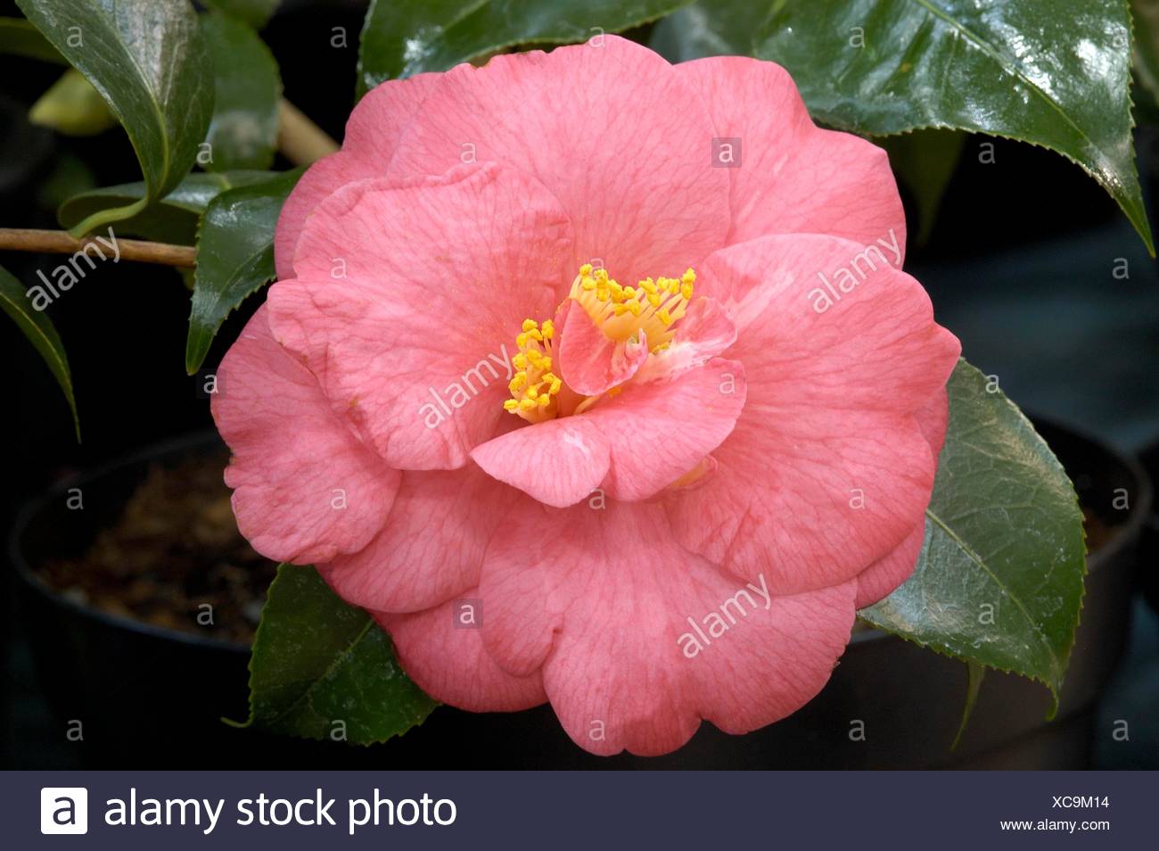 Camellia Japonica Lady Clare High Resolution Stock Photography And Images Alamy