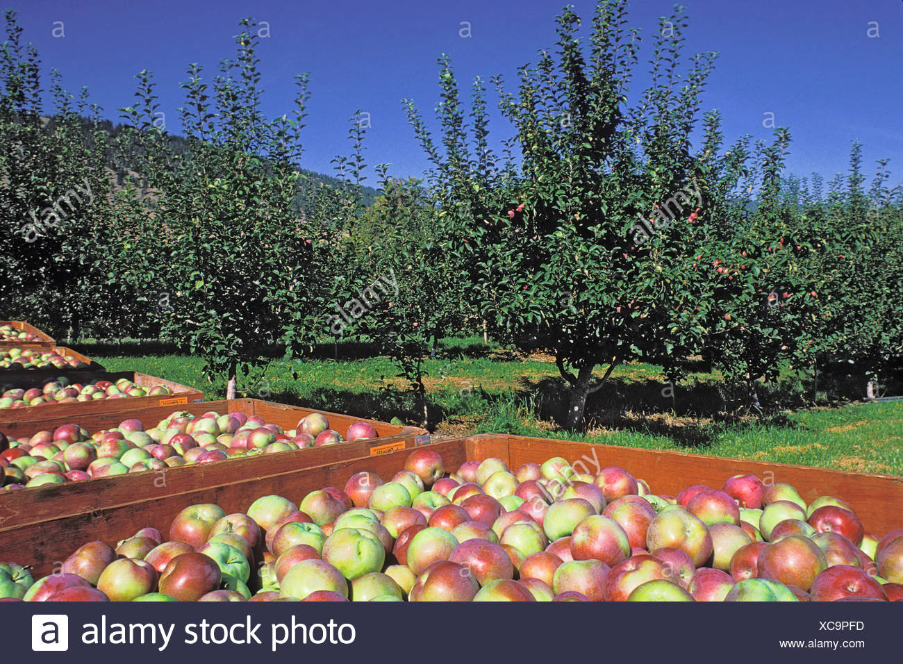 Apples Bins Orchard Harvest High Resolution Stock Photography and Images Alamy