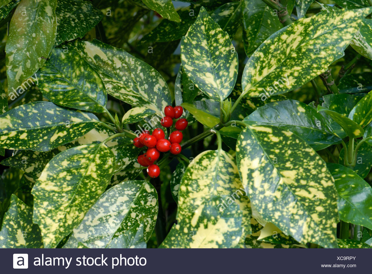 Laurel Fruit High Resolution Stock Photography and Images Alamy