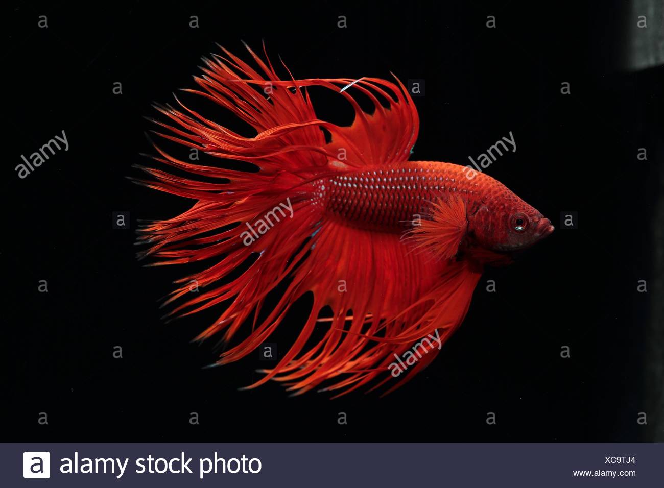 Betta Splendens Male On Black Background Crown Tail Red Variety Stock Photo Alamy