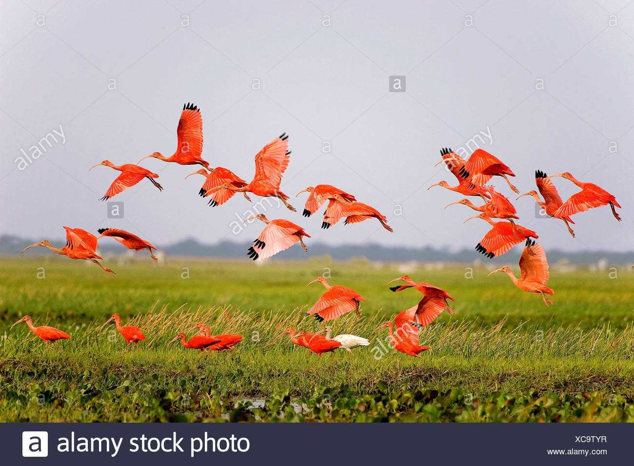 Scarlet Ibis In Flight Stock Photos Scarlet Ibis In Flight Stock scarlet-ibis-in-flight-stock-photos-scarlet-ibis-in-flight-stock